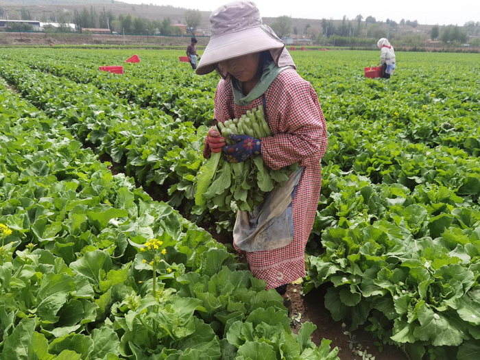 村民采摘收获菜心。
