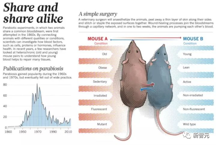 科学家很早就做过实验，将年轻和年老的小鼠缝合在一起，使其共享血液系统，让年老小鼠恢复了部分活力