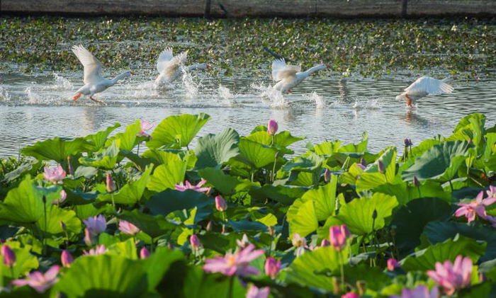 金湖的万亩荷花荡荷花飘香、鱼肥蟹壮、白鹅欢腾