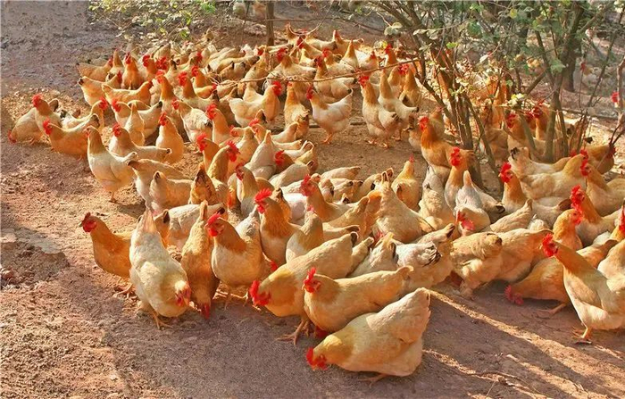 △杏花鸡。谢京中 摄