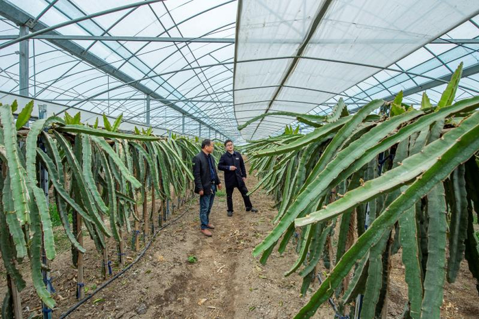 金湖农商银行客户经理深入农户走访，大棚种植的火龙果长势喜人