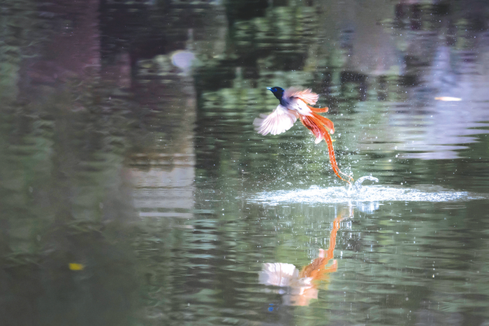 寿带鸟戏水的场景难得一见陈忠才/摄