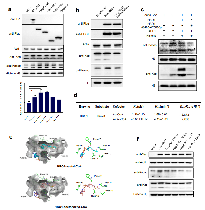 图2、HBO1催化乙酰乙酰转移酶活性
