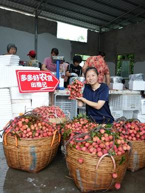 ▲在荔枝采摘季，广东茂名农户正在打包刚刚采摘的荔枝。（余东升摄）