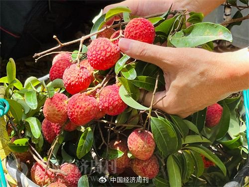 （《中国经济周刊》记者 伍素文|摄）