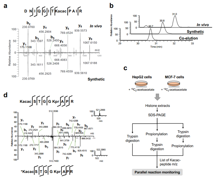 图1、赖氨酸乙酰乙酰化的鉴定