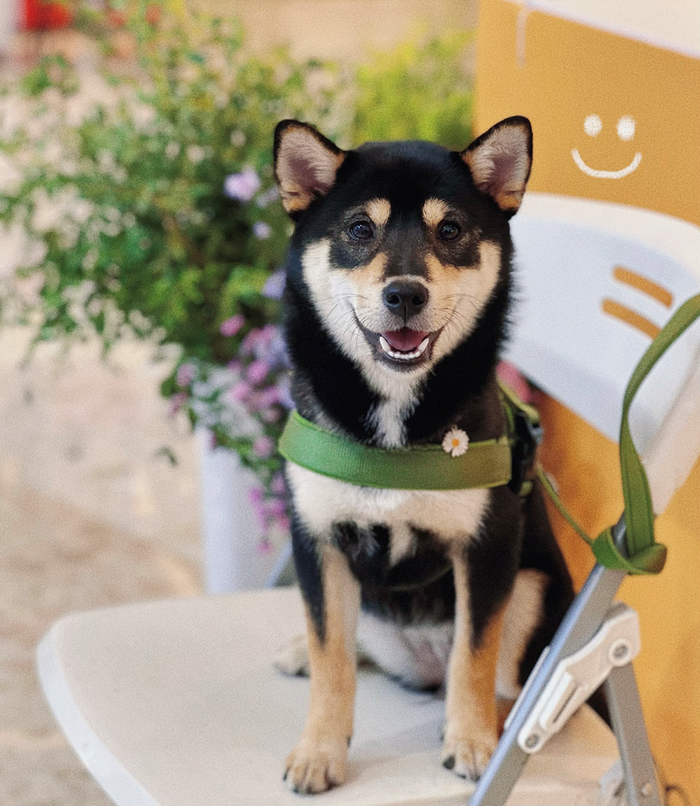 ▲可爱的安安是人见人爱的“女明星”。