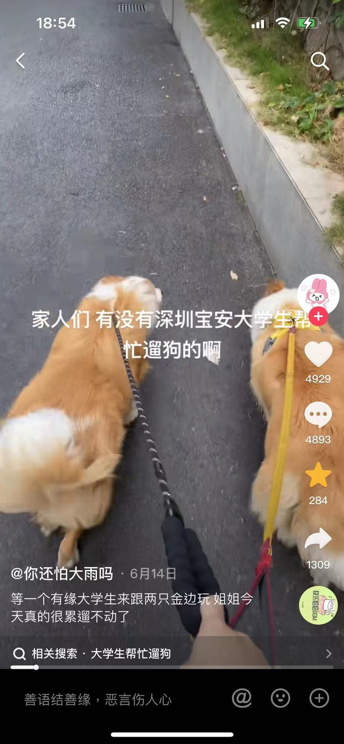 ▲大学生“代遛狗”视频下往往涌出很多留言。