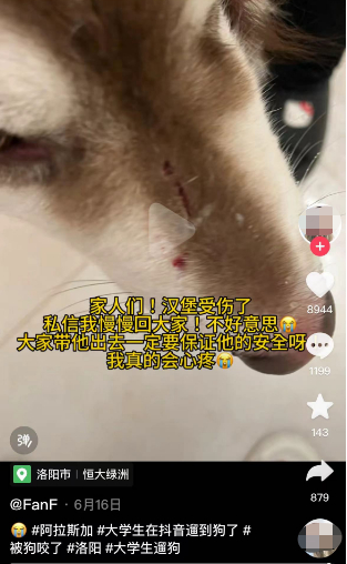▲洛阳网友发布的“代遛狗时狗受伤”相关视频截图。