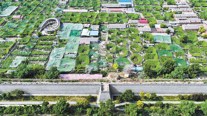 张家口市宣化区：满城尽是葡萄香_手机新浪网