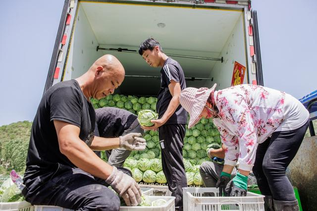 村民将收获的甘蓝搬上货运车。新京报记者 王子诚 摄