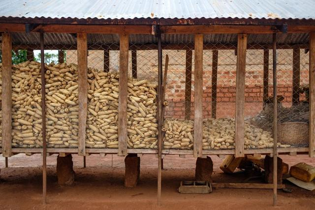 乌干达的玉米仓储设施。联合国粮农组织供图