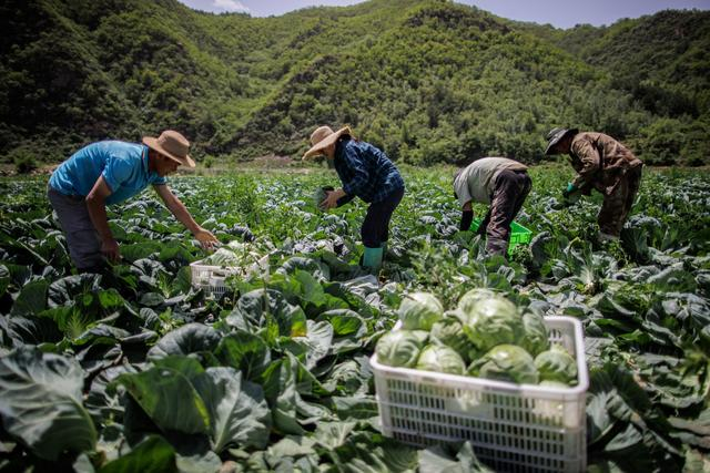 村民在田间收割甘蓝。新京报记者 王子诚 摄