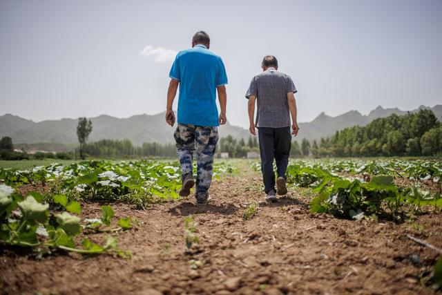 北京市农林科学院蔬菜研究所研究员张宝海正在田间与村民交流。新京报记者 王子诚 摄