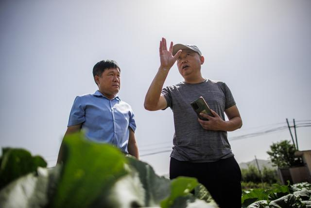 张宝海（右）与宝山镇副镇长于洪涛交流今年的天气对试验田的影响。新京报记者 王子诚 摄