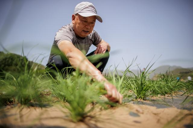 北京市农林科学院蔬菜研究所研究员张宝海正在检查韭菜生长情况。新京报记者 王子诚 摄