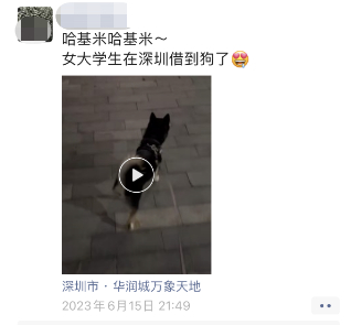 ▲燕燕成功遛狗后发布的朋友圈。