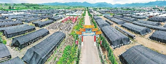 东宁黑木耳国家标准化栽培示范园。