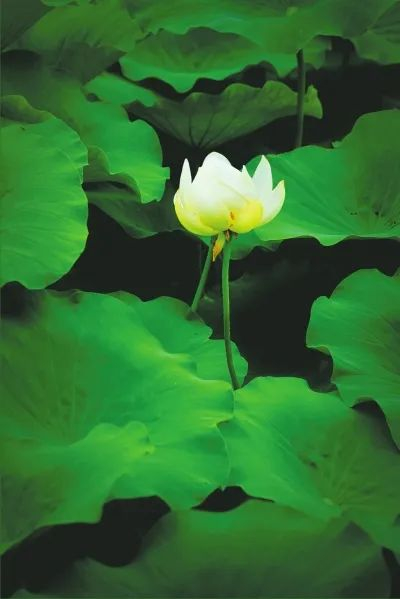 白莲亭亭玉立。苏凯歌摄