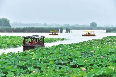 龙湖上游船穿梭，莲蓬点点，密如繁星。高尚华摄