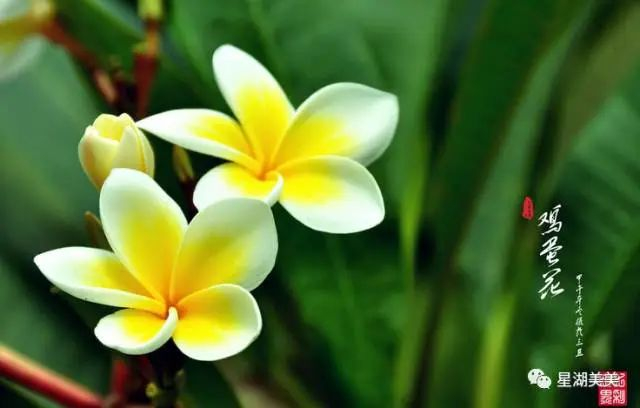 △ 图源 星湖美美