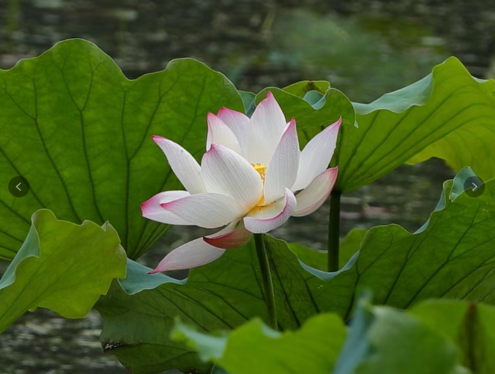 △ 图源 西江1号