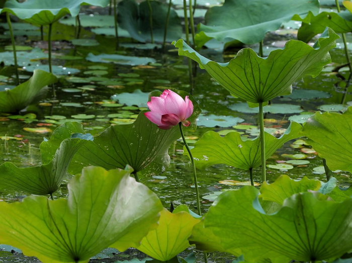 △图源 西江1号