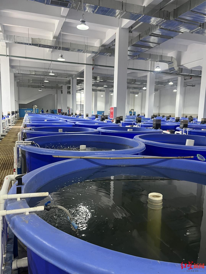 ▲岷江鱼类增殖放流站育苗车间