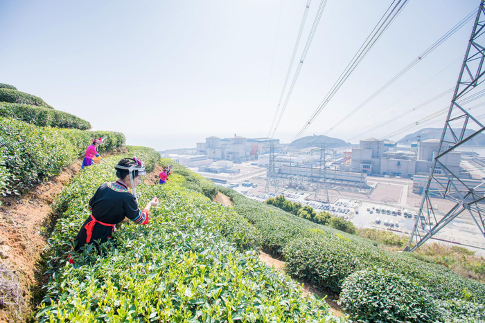 图为宁德核电生态白茶园