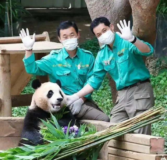 ↑福宝与饲养员