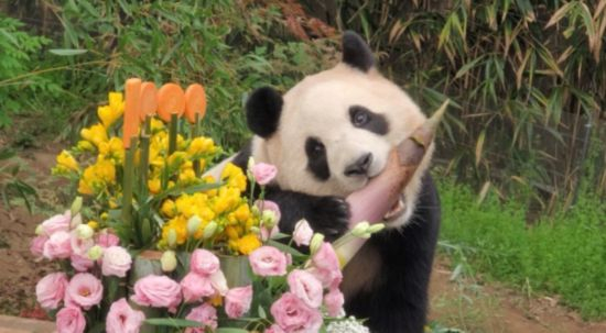 ↑福宝出生1000天纪念日庆祝活动