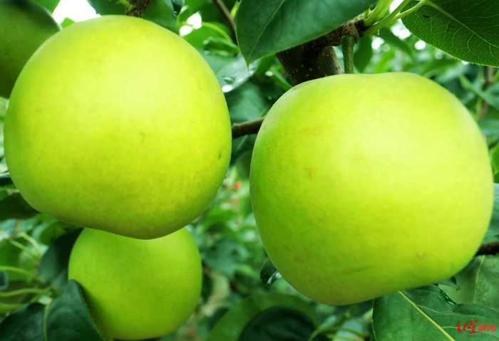 ↑仁寿县曹家镇“六月雪梨”