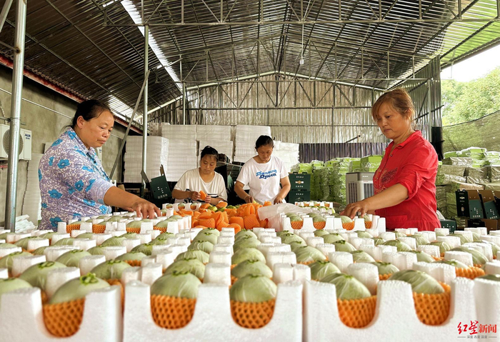 ↑工人们正在分拣包装“六月雪梨”