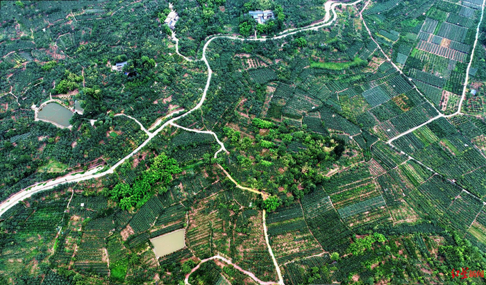 ↑航拍仁寿县曹家镇梨园 潘建勇供图