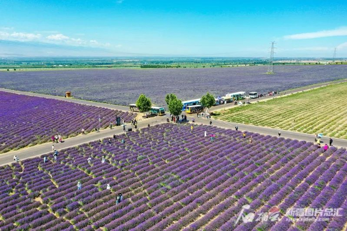 7月5日，游客在位于伊宁县喀什镇的新疆天山花海农旅集团有限公司薰衣草基地赏花（无人机拍摄）。张庆华摄