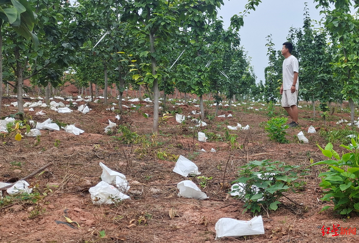 ↑刘繁站在果园里，地上满是被鸟儿啄坏掉落的果子