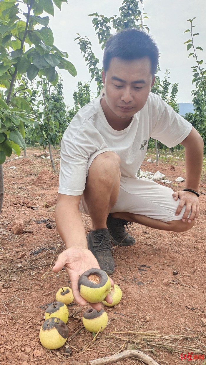 ↑刘繁展示被鸟儿啄坏掉落的梨子