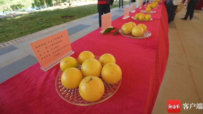 　　现场展出的黄晶果品种。记者 郑光平 摄