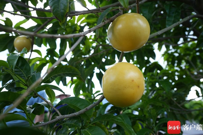　　果型圆润、色泽金黄的黄晶果。记者 郑光平 摄