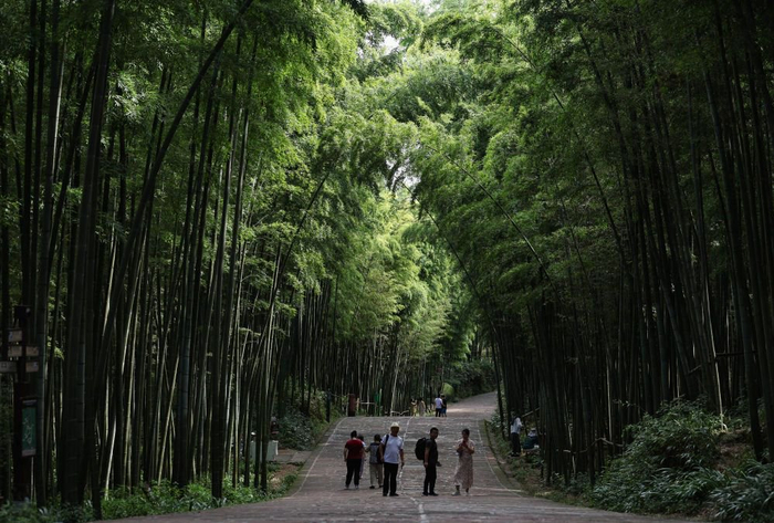 ↑蜀南竹海位于宜宾市长宁县，图为游客徜徉在竹海深处的翡翠长廊。