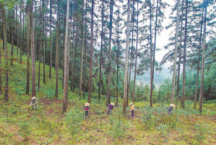 省洋口国有林场在杉木林下套种楠木。   本报通讯员 黄海 摄