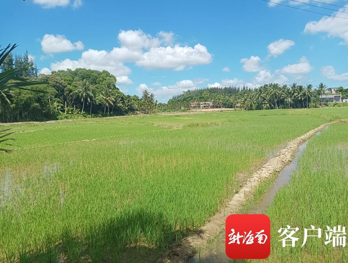 　　基本农田整治后无人机播种的秧苗长势喜人。记者 苏桂除 摄