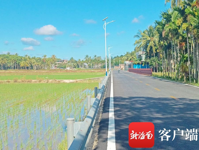 　　笔直的村干道一旁就是稻田。记者 苏桂除 摄