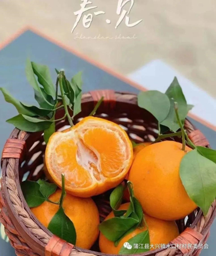▲水口村绿色耙耙柑“水口红”