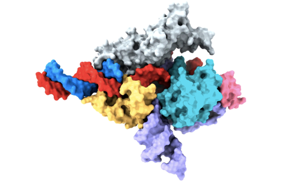 Fanzor蛋白与RNA复合物及DNA的冷冻电镜图