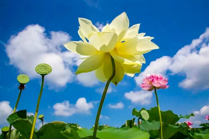 山南长庄太空莲基地