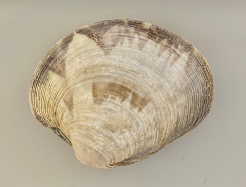 北方圆蛤，用于研究真核生物中的Fanzor系统，图源自broadinstitute