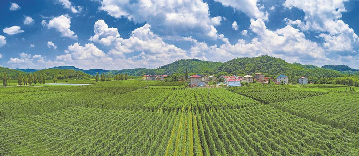     南平市建阳区麻沙镇江坝村连片种植的淮山绿意盎然，成了一道亮丽的风景。  黄志新 摄