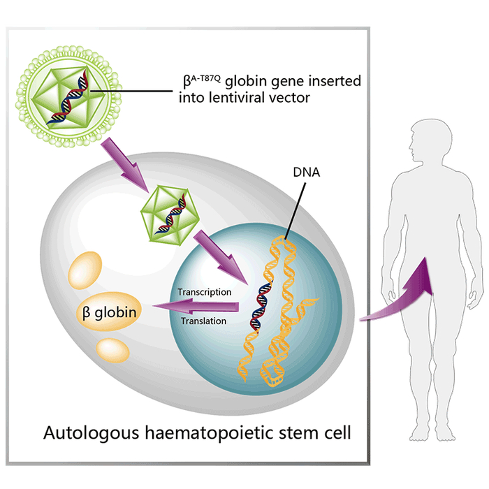图7. lovo-cel作用机制示意图，来源：药渡数据