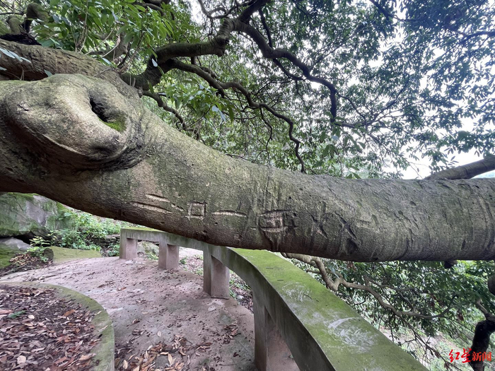 ▲游客在古荔枝树上刻字